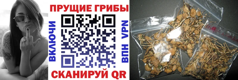 Псилоцибиновые грибы Cubensis  Верещагино 